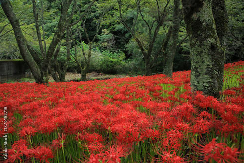 Obraz na płótnie 愛媛県松山市 窪野の彼岸花群生地 w salonie