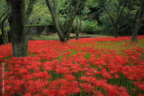 Obraz na płótnie 愛媛県松山市 窪野の彼岸花群生地 w salonie