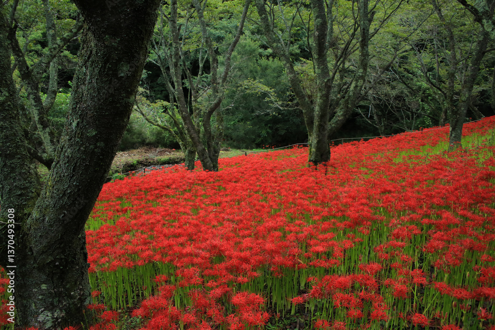 愛媛県松山市 窪野の彼岸花群生地