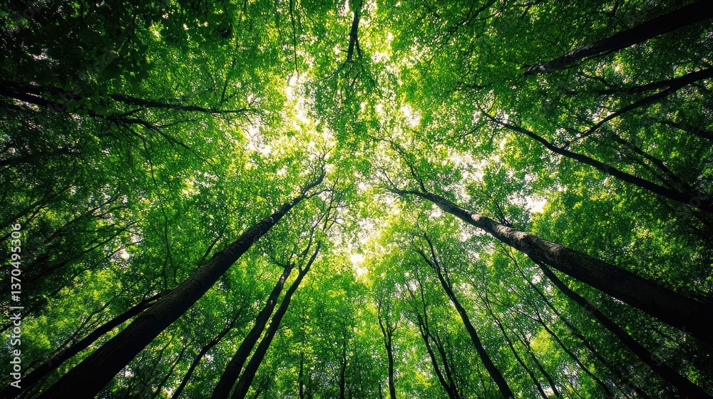 Verdant towering trees reaching towards the bright open sky above Verdant towering trees reaching towards the bright open sky above