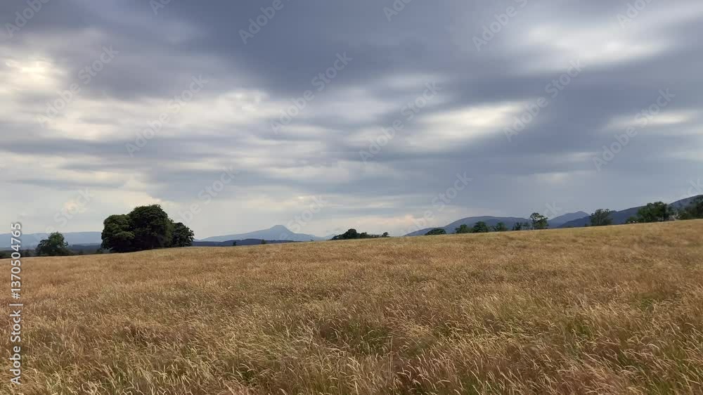 Scottish Field with Ben Lomond View on a Stormy Day. Wide shot of golden field blowing in wind with stormy clouds and mountain range view - Nr Kippen, Scotland, UK Scottish Field with Ben Lomond View on a Stormy Day. Wide shot of golden field blowing in wind with stormy clouds and mountain range view - Nr Kippen, Scotland, UK