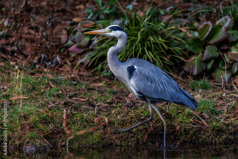 Graureiher (Ardea cinerea) Graureiher (Ardea cinerea)