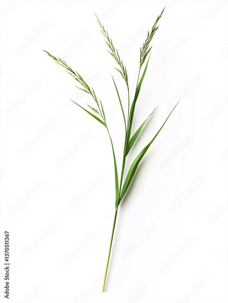 Soft Natural Green Grass Isolated to Emphasize its Delicate Features Soft Natural Green Grass Isolated to Emphasize its Delicate Features