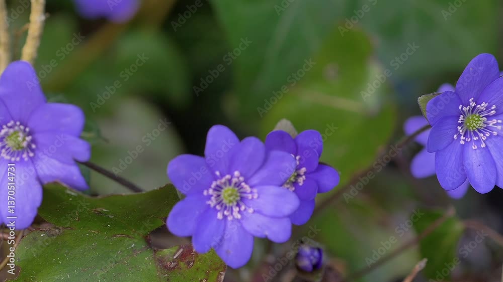 Blühende Leberblümchen (Hepatica nobilis) im Wald,  Bayern, Deutschland, Europa