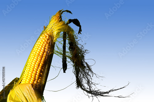 A ripe ear of sweet corn is seen still in on the stalk in the field.