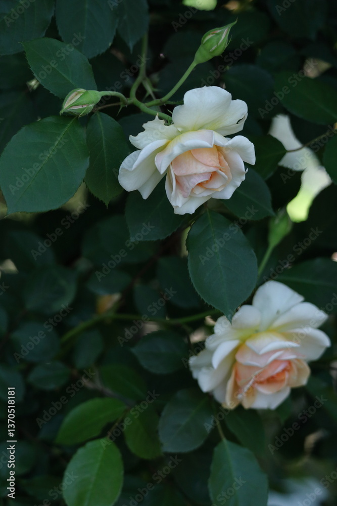 花の女王 花の女王