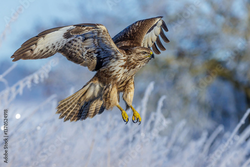 Obraz na płótnie Mäusebussard (Buteo buteo) w salonie