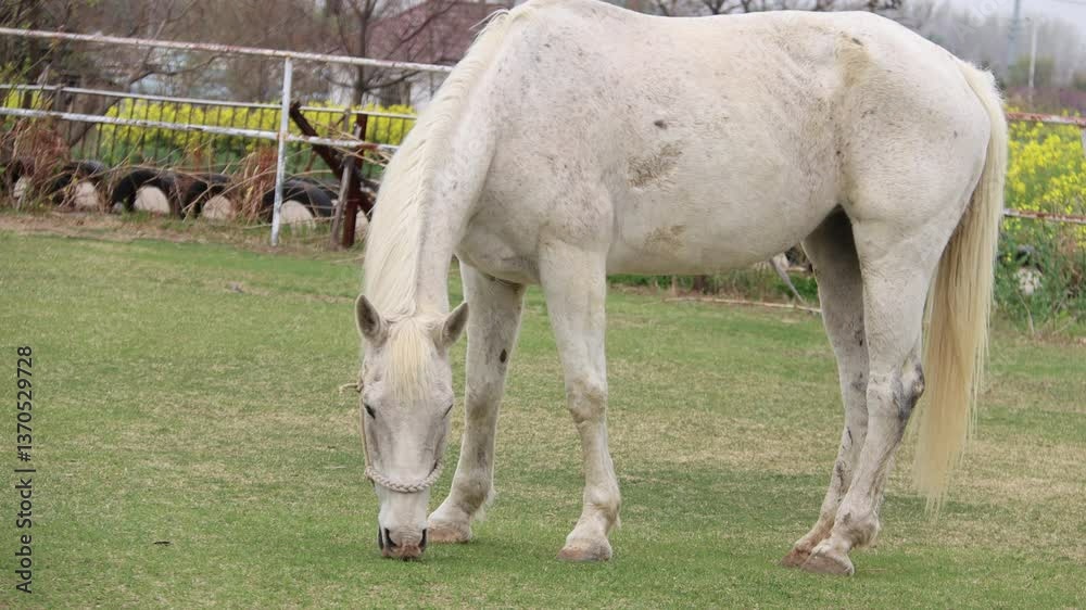 Horses, raising horses, horse racing, farm, zoo, horses grazing Horses, raising horses, horse racing, farm, zoo, horses grazing