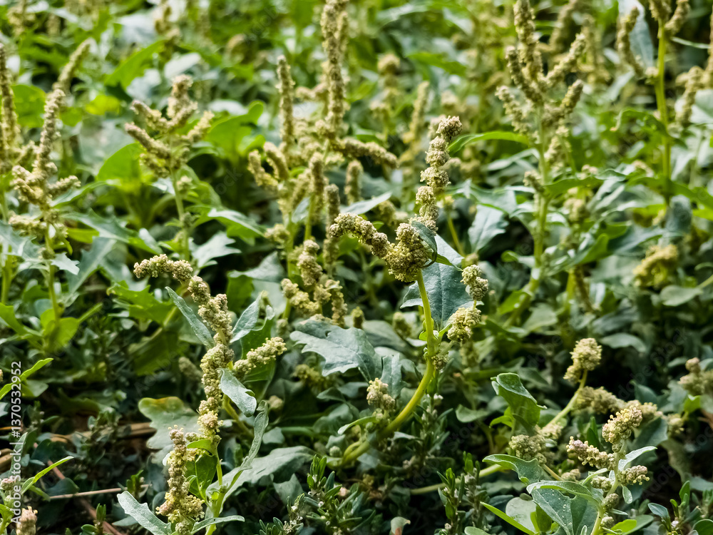 Chenopodium is a genus of subshrubs in family Amaranthaceae. Selective focus. Chenopodium is a genus of subshrubs in family Amaranthaceae. Selective focus.