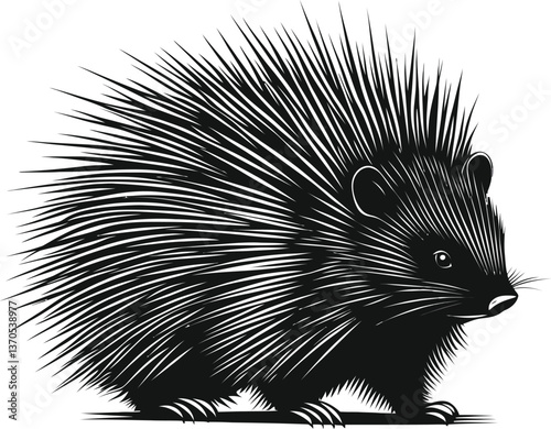  Vector Porcupine Illustration, Black and White Quilled Rodent.