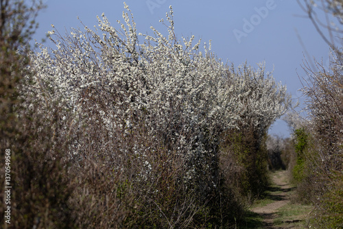 Prunus Spinosa, called Blackthorn or Sloe in flowering on trais and footpaths of Isola della cona Italy photo