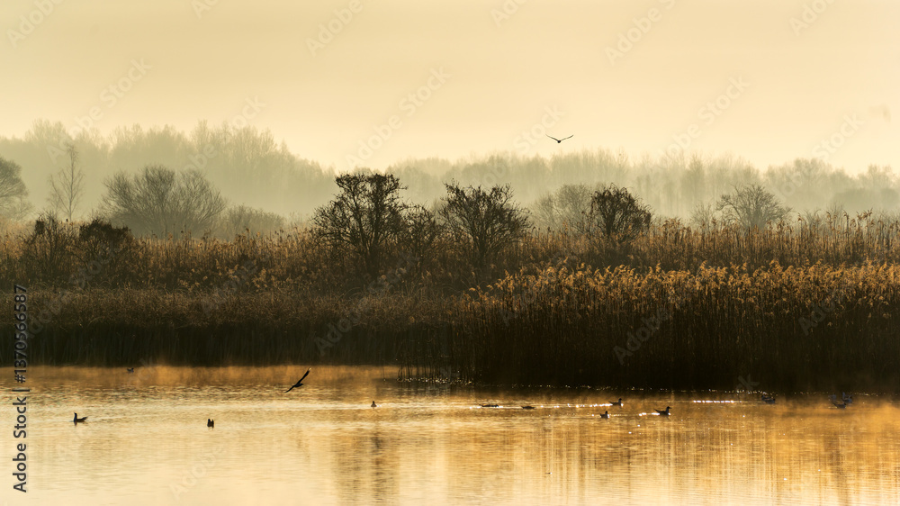 Chlodny poranek nad Stawami Dojlidzkimi, Podlasie, Polska