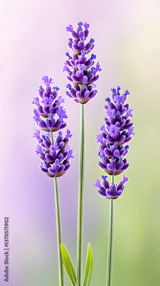 Obraz premium Three purple lavender stalks against a soft, blurred background