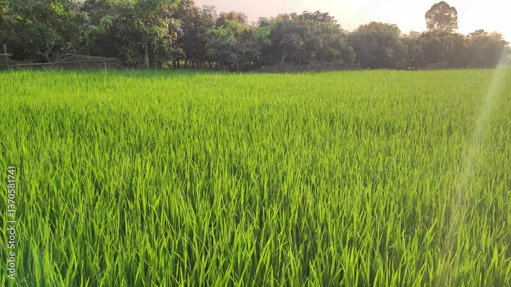 Vibrant Green Rice Field at Sunrise: Serene Rural Landscape Vibrant Green Rice Field at Sunrise: Serene Rural Landscape