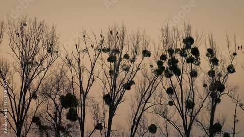 Red kite (Milvus milvus) flock in flight at the roosting tree