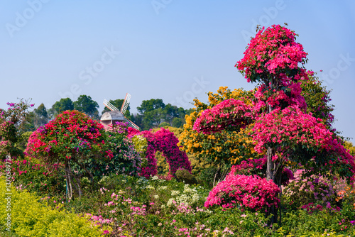 The beautiful spring scenery of the Bougainvillea Garden in Dongguan Botanical Garden, China.
