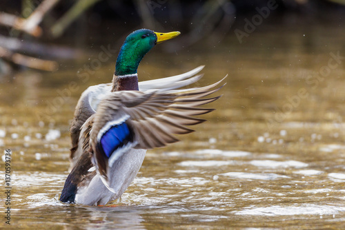 Canvas Print Stockente (Anas platyrhynchos) Männchen