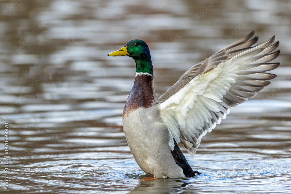 Stockente (Anas platyrhynchos) Männchen Stockente (Anas platyrhynchos) Männchen