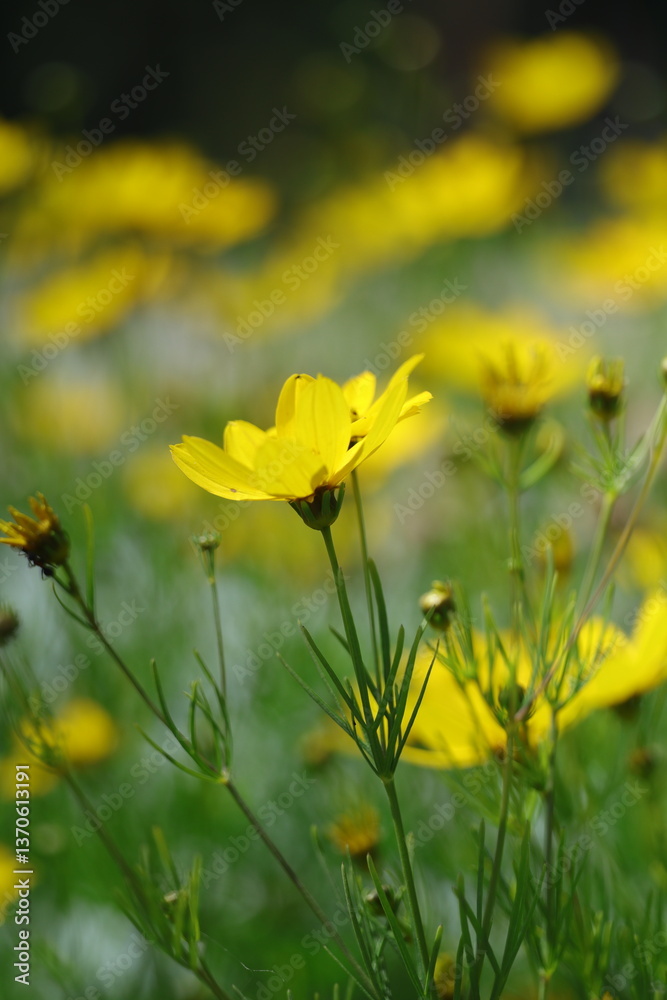 Obraz premium yellow flowers in the field