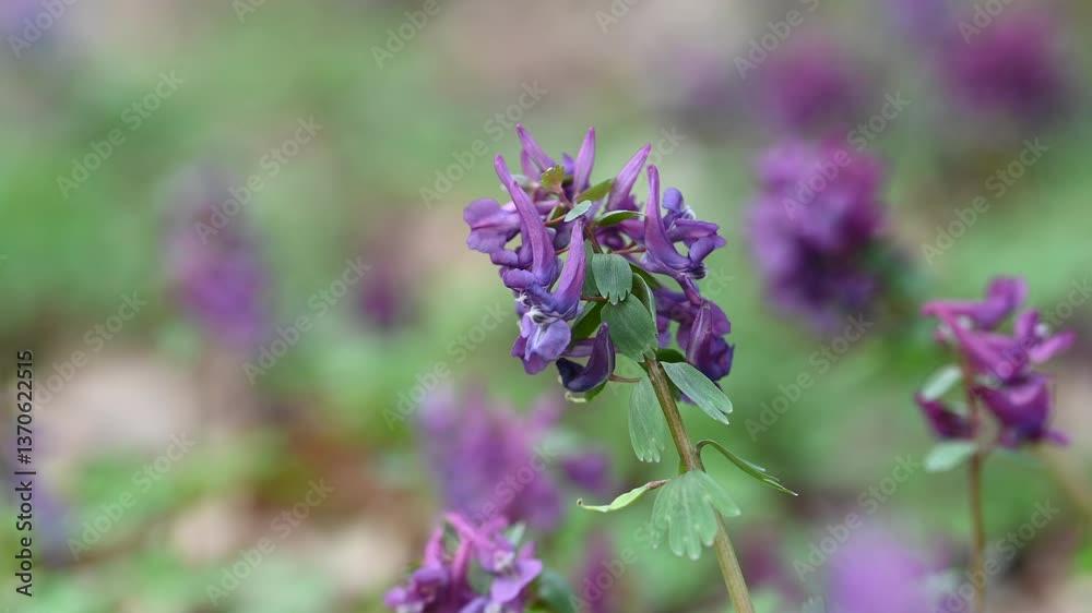 spring first spring flowers in the forest spring first spring flowers in the forest