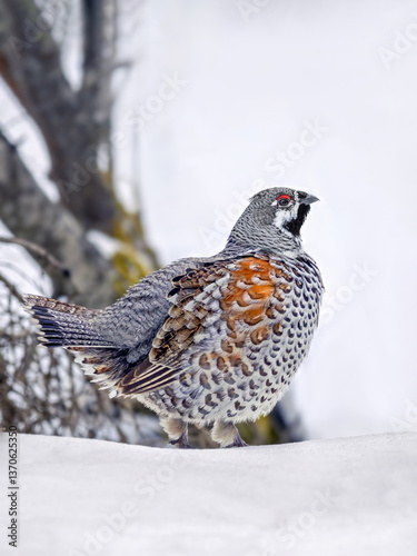 Hazel grouse perching on snow in winter forest, close-up