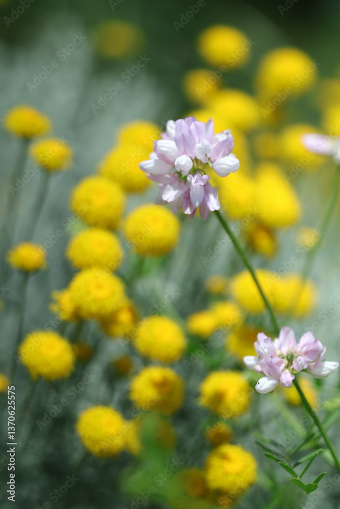 Obraz premium fields of yellow flowers