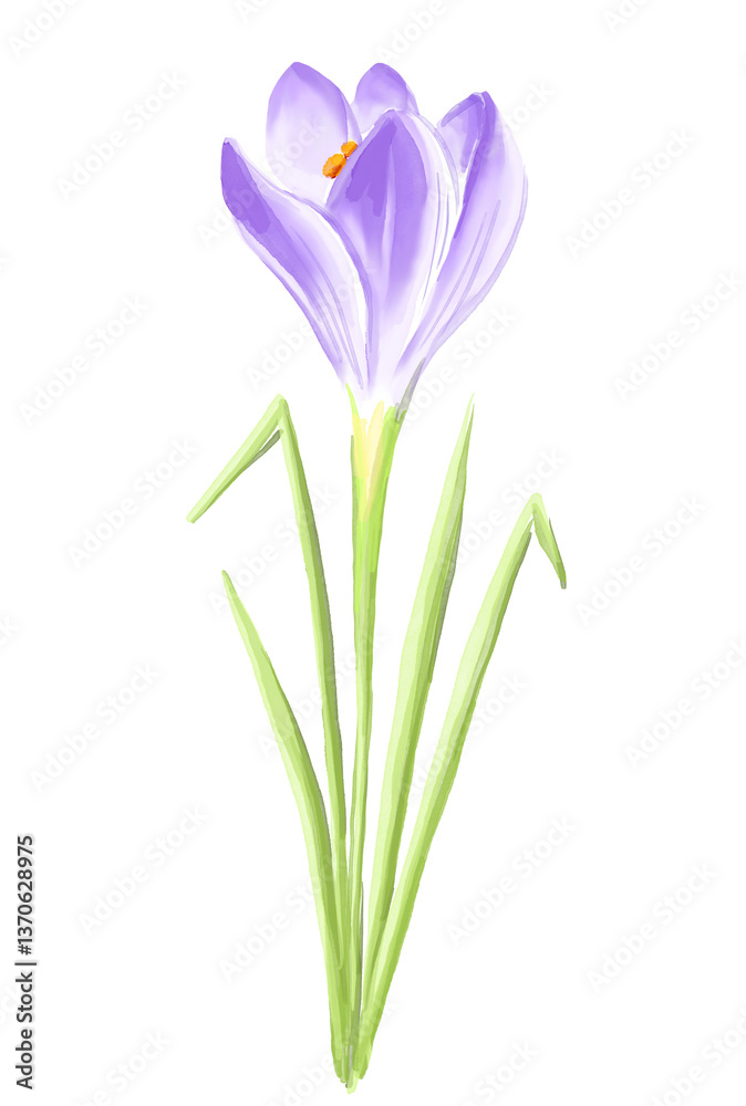 Naklejka premium Purple crocus flower. Watercolor illustration