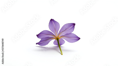 violet flower isolated on white background