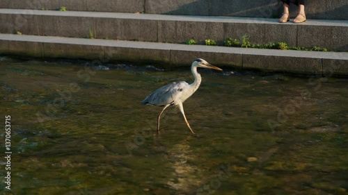 Bird and Clean Ecology of Cheonggyecheon Stream in Seoul City. 4k High quality footage