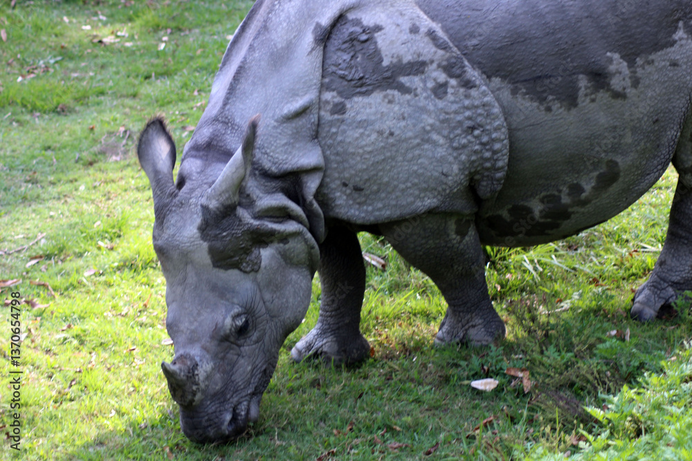 Fototapeta premium rhino in the wild