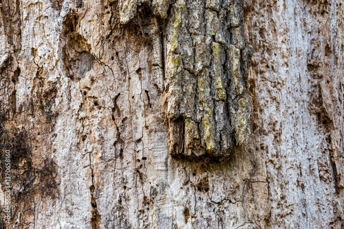 bark of a tree