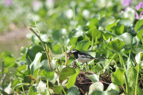 black winged blackbird