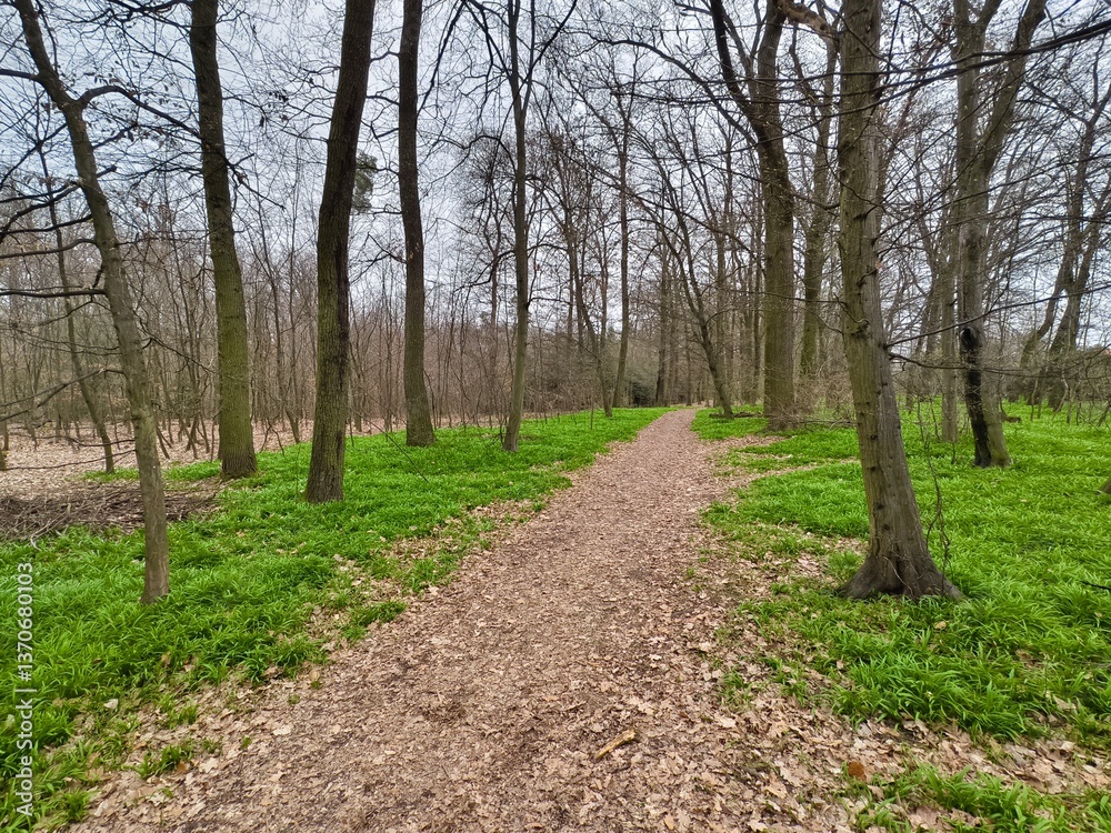 Obraz premium Footpath through green grass in a spring forest