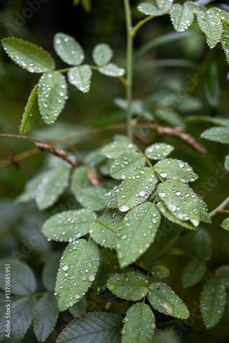 Fototapeta Naklejka Na Ścianę i Meble -  ose bush leaves, possibly Rosa gymnocarpa or Rosa californica, covered in dewdrops in Mazury, Poland. Fresh morning.