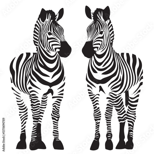 two zebras on a white background,front view,black and white graphics,vector
