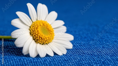 Close up of a single white daisy with a yellow center, resting on a textured blue fabric. Water droplets are visible on the petals.