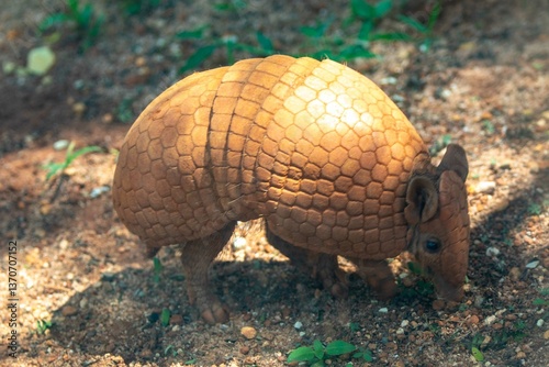 Typical armadillo (tatu bola) from northeastern Brazil, in its natural environmen