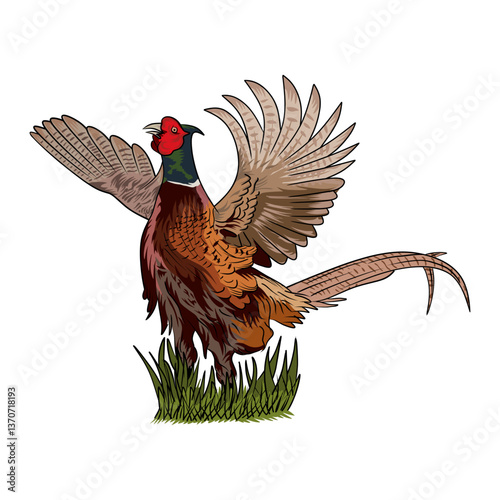 pheasant hunting illustration logo vector image t shirt