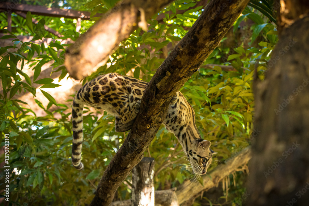 Obraz premium Margay (Leopardus wiedii), a small and elusive wild cat found in the tropical forests of Central and South America. Known for its large eyes, spotted coat, and exceptional climbing ability.