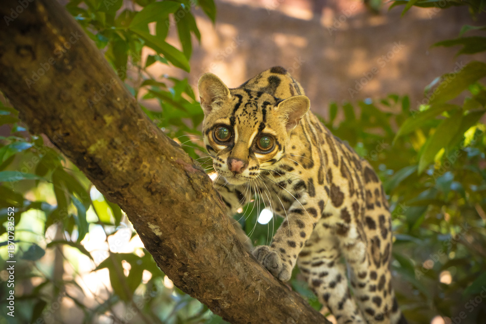 Fototapeta premium Margay (Leopardus wiedii), a small and elusive wild cat found in the tropical forests of Central and South America. Known for its large eyes, spotted coat, and exceptional climbing ability.