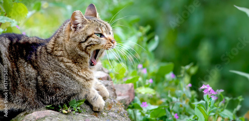 relaxed tabby cat yawns widely, sitting on a rock surrounded by lush nature.