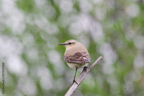 Northern Wheatear on a branch. Oenanthe oenanthe