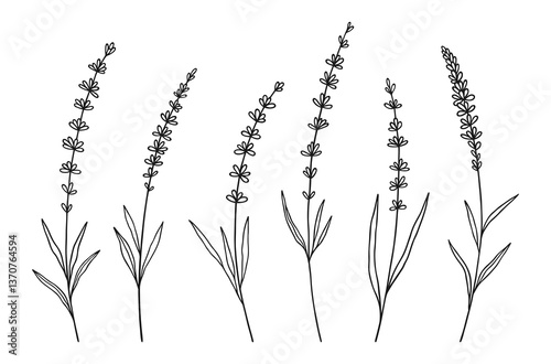 Set of lavender wildflowers in black line art on white background. Hand-drawn flowers, and leaves. Wild plants and botanical elements for design projects. Vector illustration