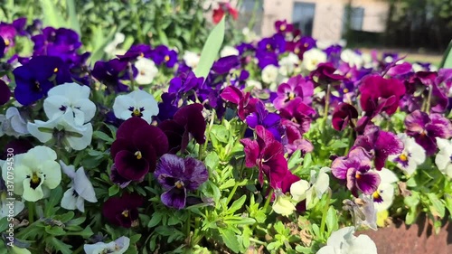 Wallpaper Mural Flower bed with bright spring flowers Torontodigital.ca