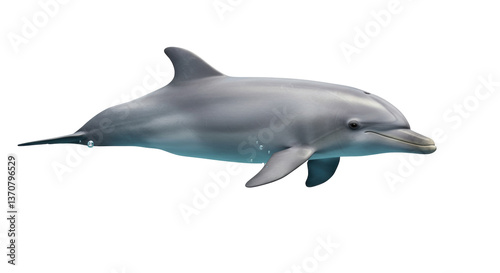 Isolated Bottlenose Dolphin