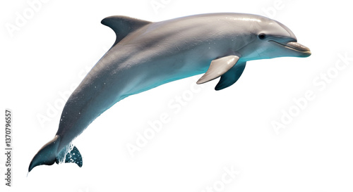 Isolated Dolphin