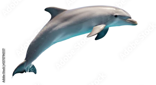 Obraz Isolated Dolphin