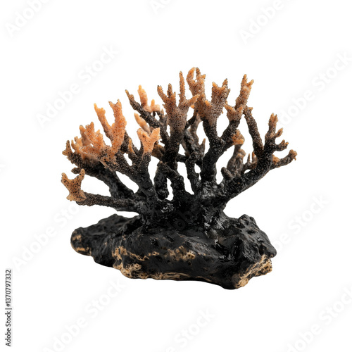 Fototapeta Naklejka Na Ścianę i Meble -  A detailed, black coral structure featuring intricate branches and a textured surface, showcasing its unique formation and natural beauty.