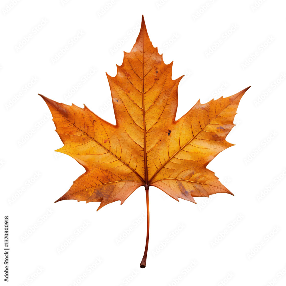 autumn maple leaf