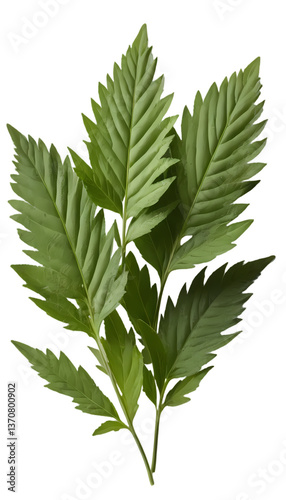 Epazote Leaves with Serrated Edges and Vibrant Green Hue Isolated on Transparent Background